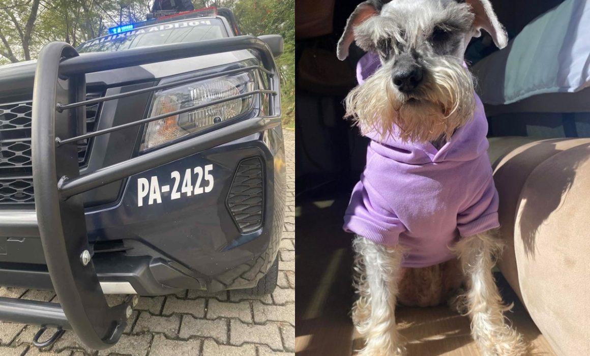 Trágico atropello de perro a manos de patrulla de la SSEM en Coatepec genera indignación