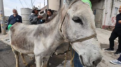 Tradición y ayuda comunitaria: Los burros en San Juan Tilapa siguen siendo vitales para el transporte y el agua