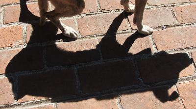 Tragedia en Nezahualcóyotl: Perro muere por explosión de pirotecnia durante festejos de la noche mexicana