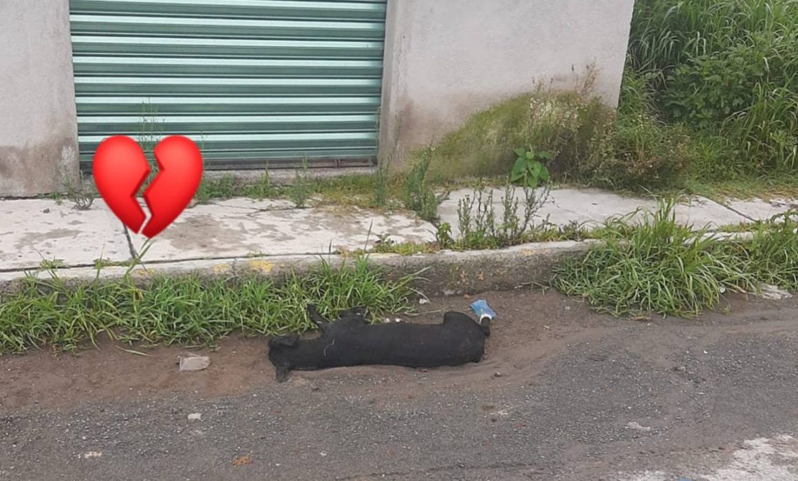 Tragedia en Tequixquiac: Dos perros mueren por abandono y crueldad humana
