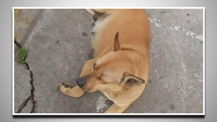 Tragedia en Toluca: fallece perra callejera al caer desde estacionamiento de centro comercial y aviva debate por protección animal