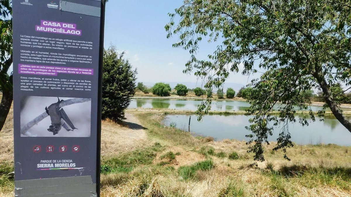 ¡Transformación en Toluca! En 2026 recuperarán sus humedales, pero el 80% aún está contaminado