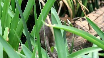 Transformarán el parque Zaragoza en Toluca para eliminar una peligrosa plaga de roedores