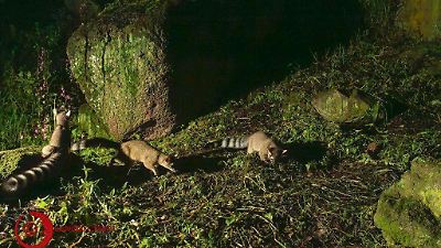 UAEMex descubre nacimiento de cacomixtles en Ciudad Universitaria y fortalece la conservación de su biodiversidad