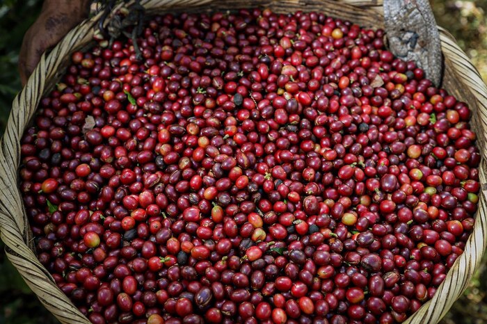 Universidad de El Salvador desarrolla metodología científica para certificar la calidad del café mediante trazabilidad química