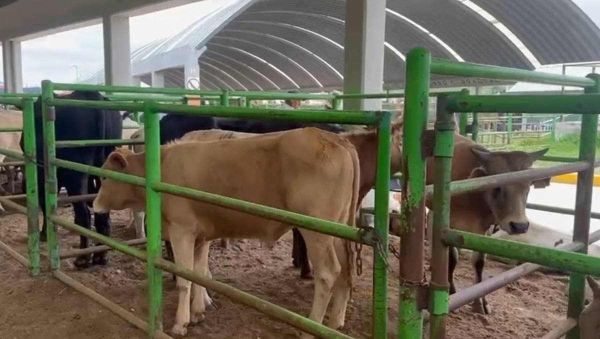 ¡Urgente! Cómo el Edomex invierte 10 millones para detener el gusano barrenador en el ganado y qué puedes hacer tú