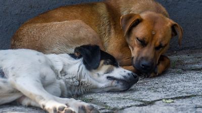 Urgente: Mejorar las campañas de esterilización para reducir la población de perros callejeros en San Antonio la Isla