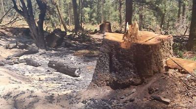 Urgente: Vecinos de Huixquilucan denuncian tala clandestina y violencia en Cerro Lobos exigiendo intervención federal