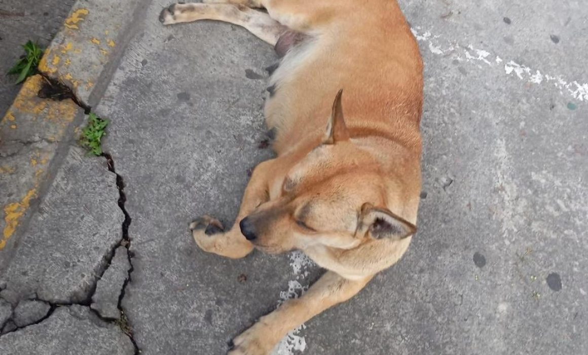 Usuarios denuncian maltrato y muerte de perrita embarazada en Galerías Toluca