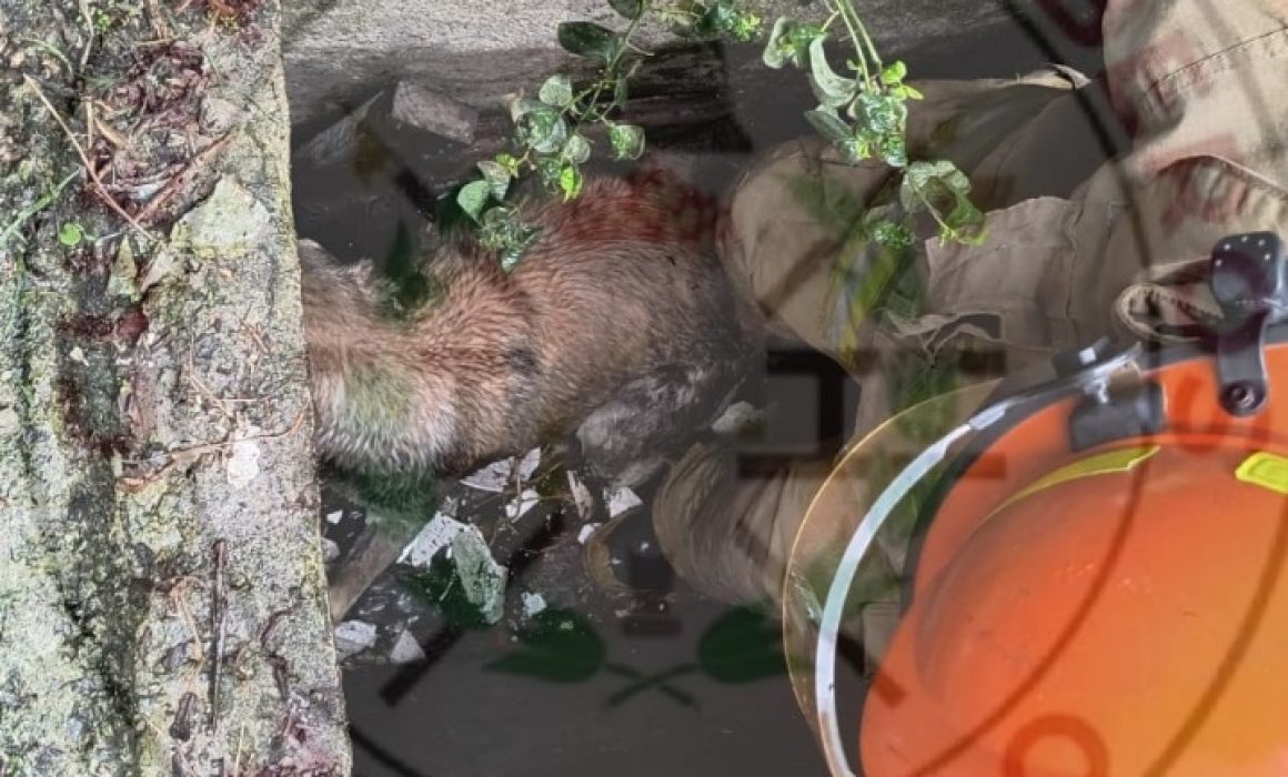 Valientes bomberos de Zumpango rescatan a un perrito atrapado en coladera