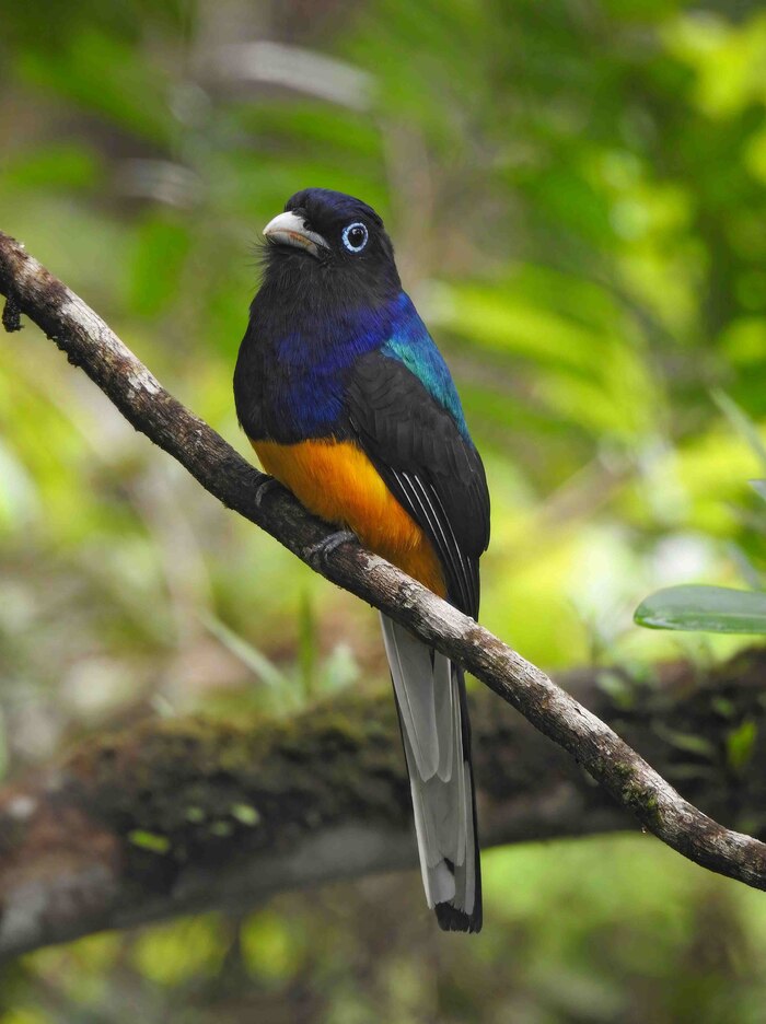 Valle del Cauca inicia temporada de avistamiento de aves con destinos y especies destacadas