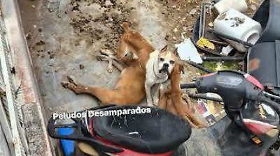 Vecinos de Chalco denuncian abandono y maltrato de perros en estado crítico en fraccionamiento Los Héroes