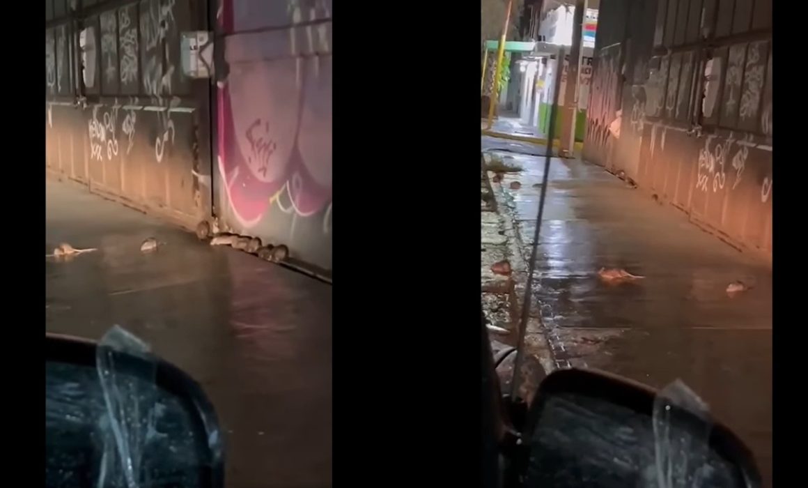 Vecinos de Ecatepec alertan sobre proliferación de ratas en Avenida Ávila Camacho y exigen acciones