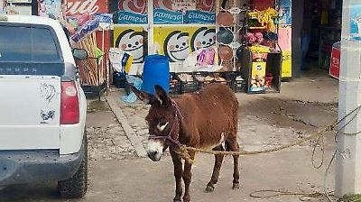 Vecinos de San Felipe del Progreso casi linchan a un sujeto por intentar robarse un burro