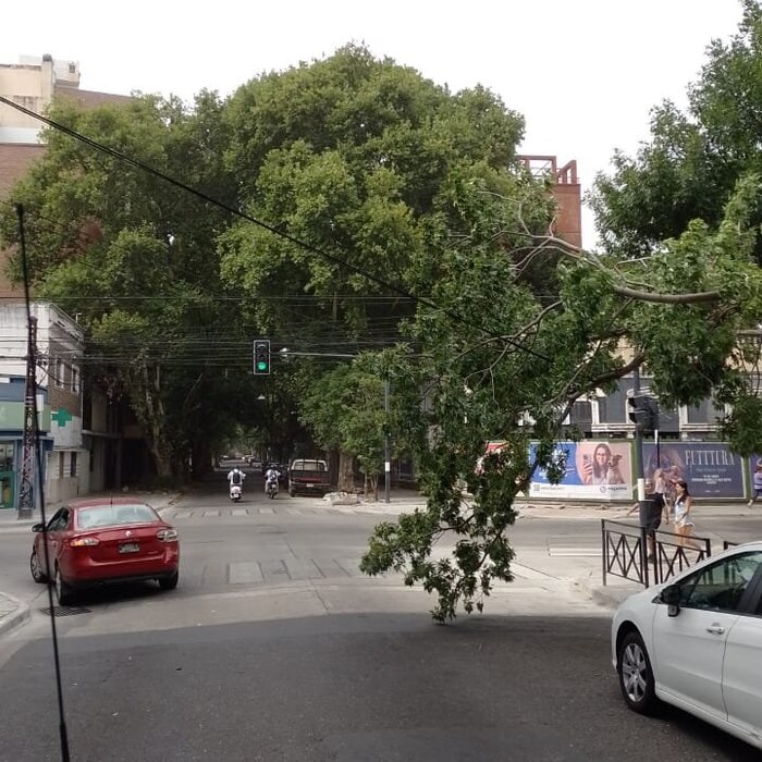 Viento intenso causa daños en Rosario, incluyendo caída de árboles y daños materiales