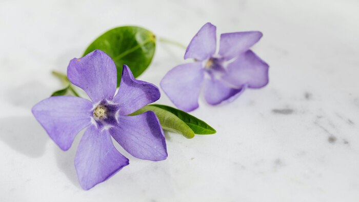 Vinca: la resistencia invernal que da color a jardines en temporada fría