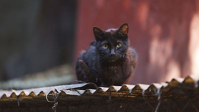 Violentómetro Animal: Reconoce y denuncia el maltrato hacia los seres vivos en la Ciudad de México