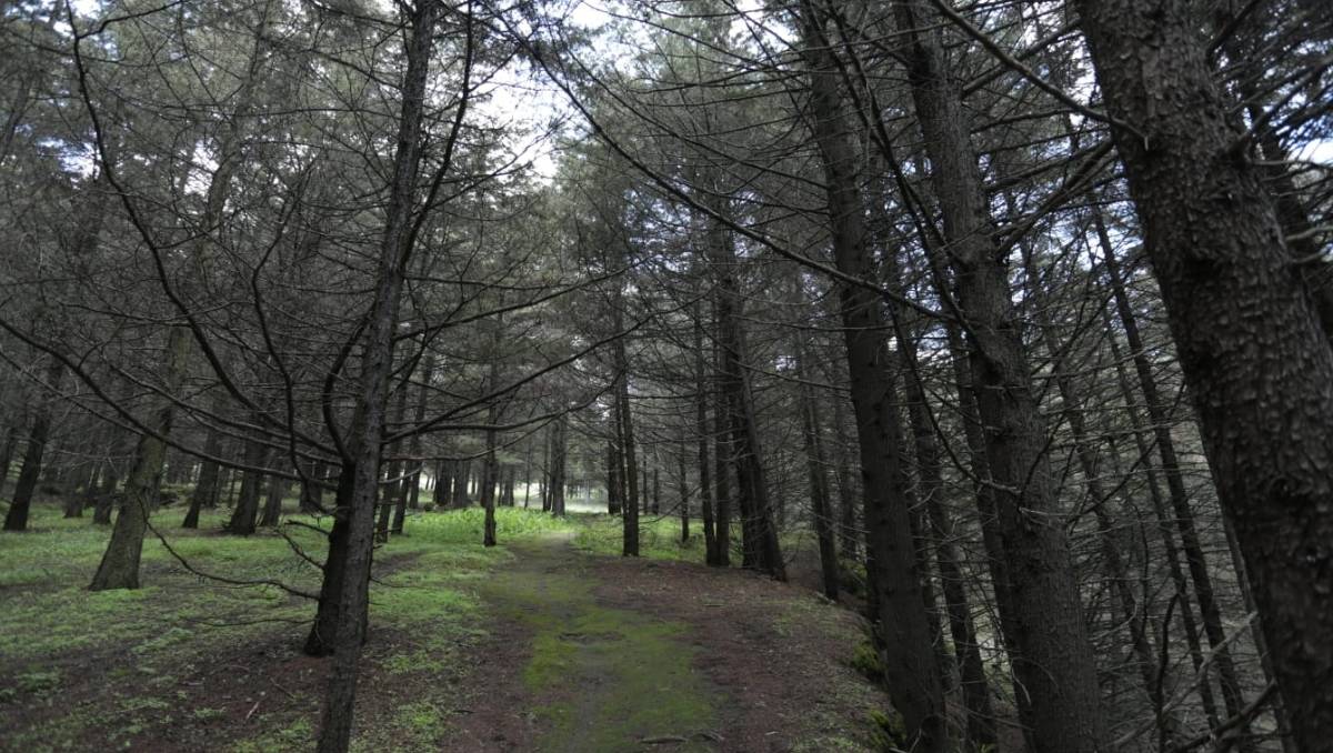 ¿Y si tus hijos plantaran el futuro? La iniciativa más verde para el Edomex que cambiará vidas