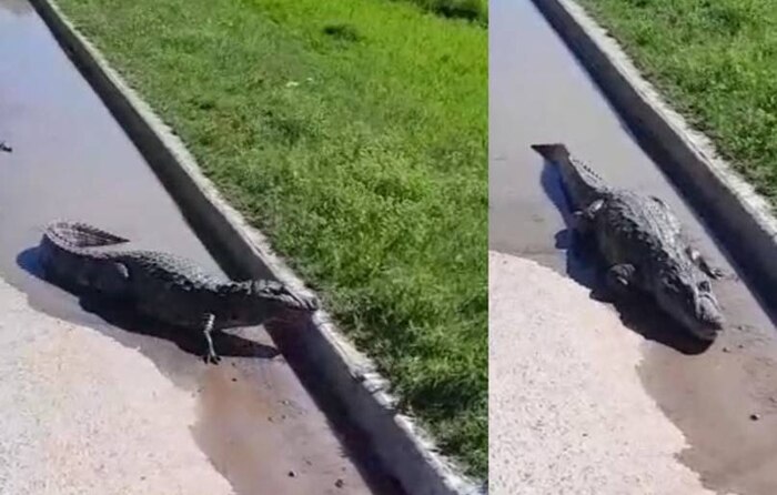 Yacaré de 1.50 metros escapa por drenaje en barrio residencial de Corrientes