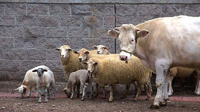 Zacatecas intensifica acciones contra la rabia paralítica bovina en 15 municipios