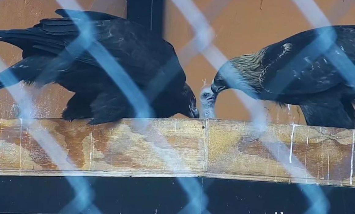 Zoológico Zacango celebra con orgullo la primera cría de águila real en su historia