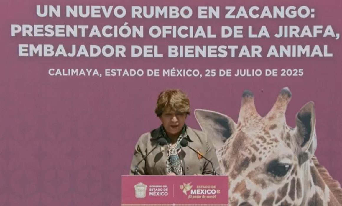 Zoológico de Zacango recibe a Cosmo, una jirafa joven para promover la conservación de especies