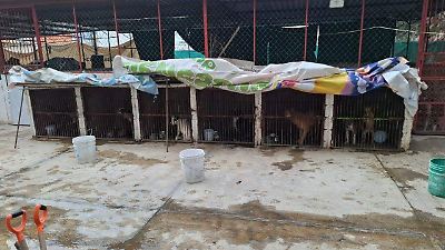  Fiscalía asegura centro animal en Ixtapaluca tras denuncia de maltrato y video viral
