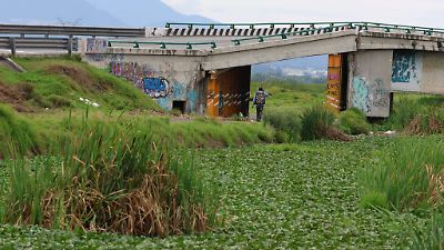 proliferación del lirio acuático en el río Lerma refleja altos niveles de contaminación